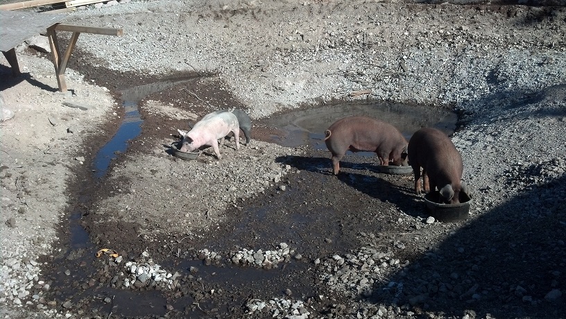 My Progress Gleying a Pond With Pigs (ponds forum at permies)